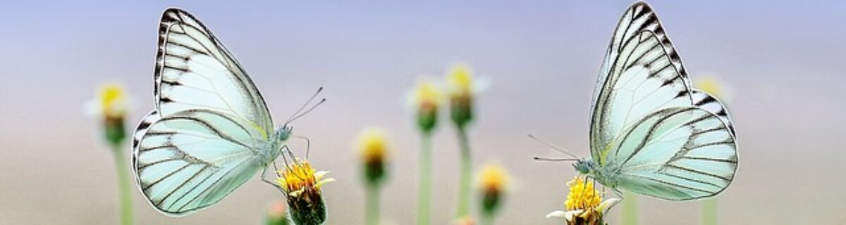 Susan Petersen | Hoskiærsvej 17, 2. sal. 4900 Nakskov Mobil: 30741512